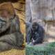 Gorillas COVID-19 Zoo US