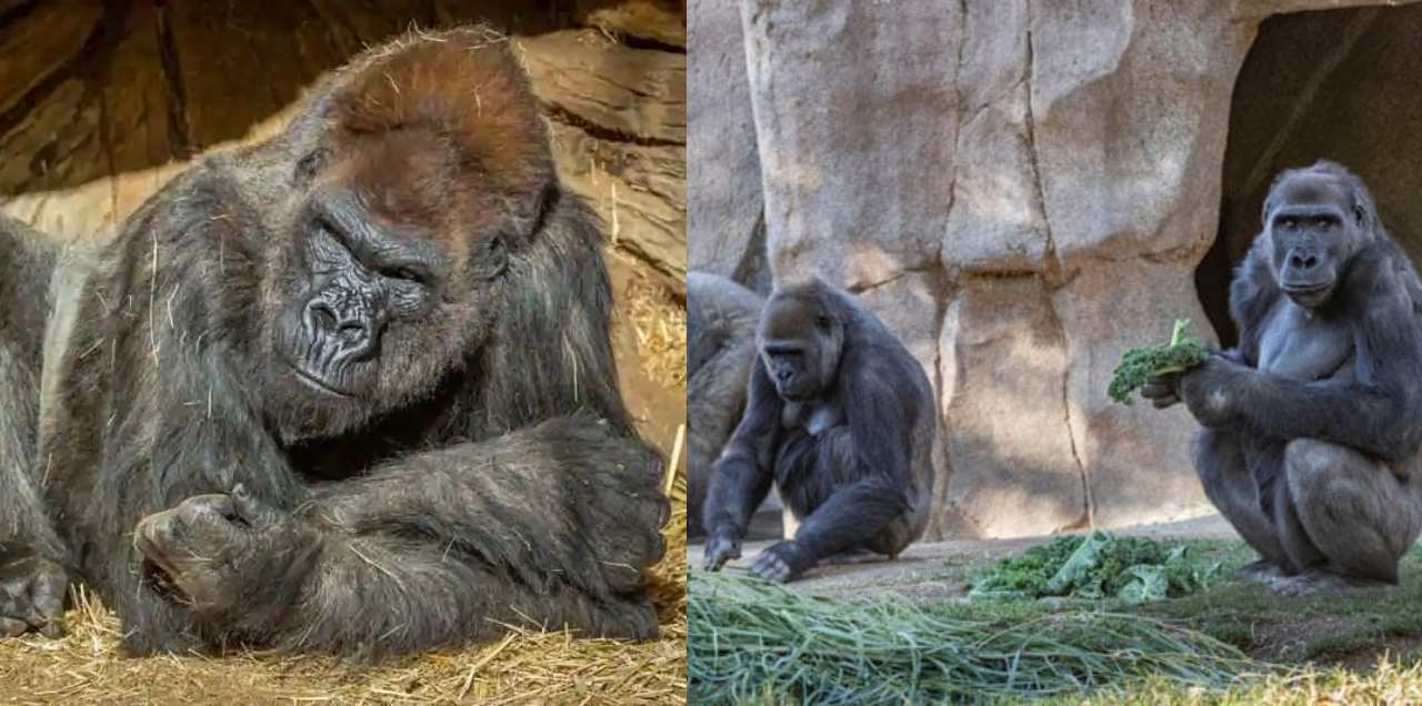 Gorillas COVID-19 Zoo US