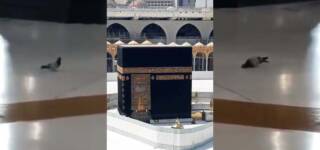 pigeon in sujood mataf
