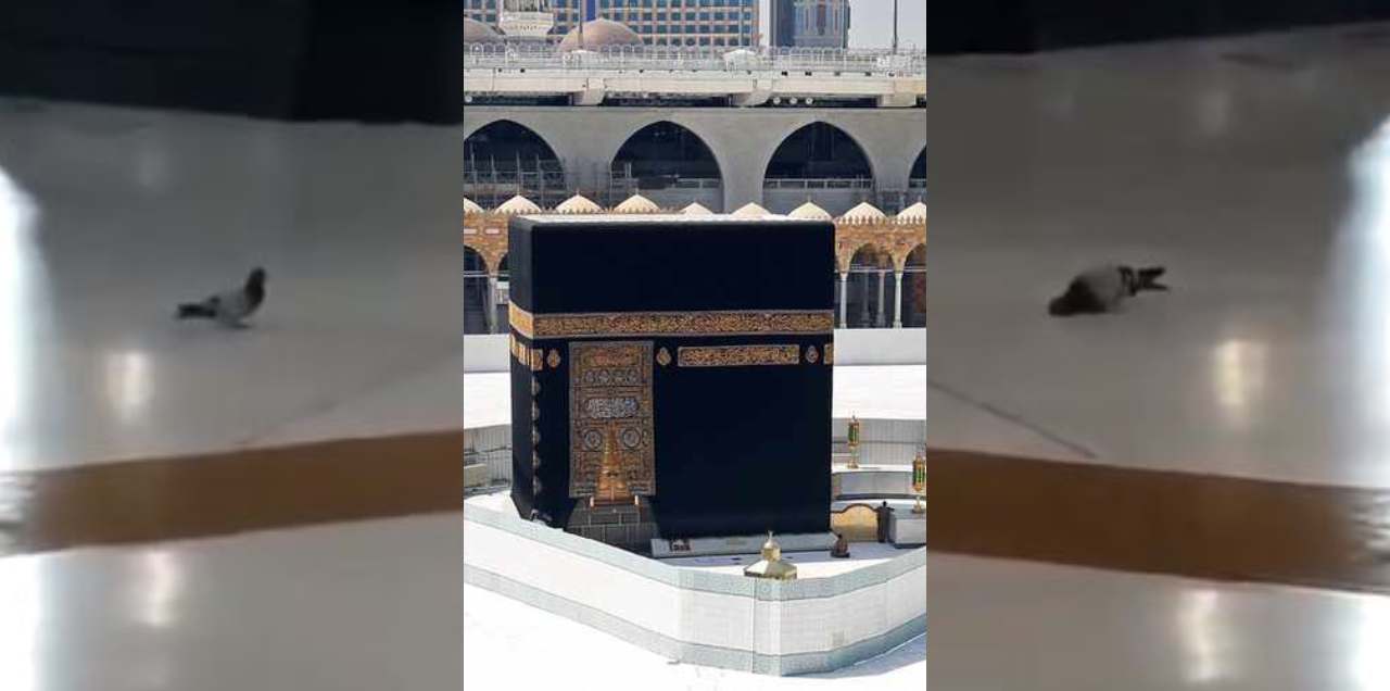 pigeon in sujood mataf