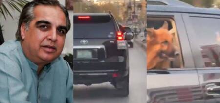 governor sindh dog