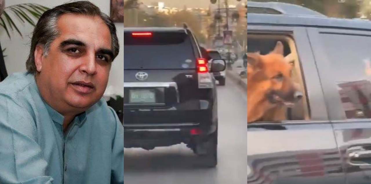 governor sindh dog