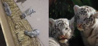 first COVID-19 infection cubs died Pakistan