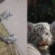 first COVID-19 infection cubs died Pakistan