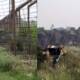India Pakistan stop cross-border Firing Kashmir