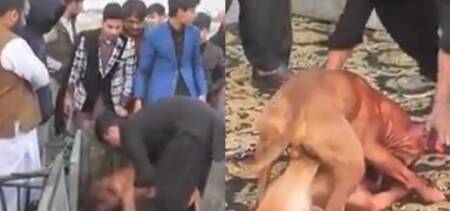 dog fight punjab