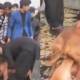 dog fight punjab