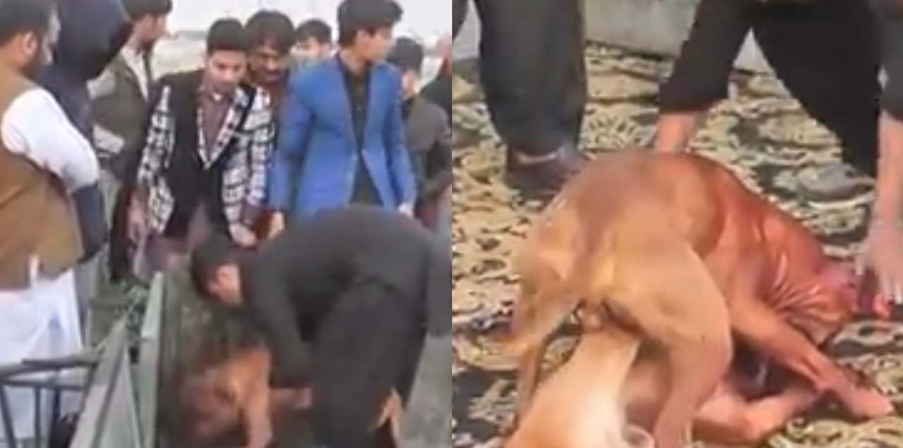 dog fight punjab