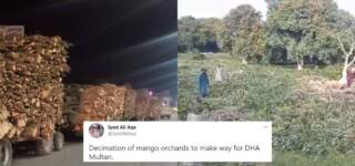 Mango Orchards Have Been Cut By DHA