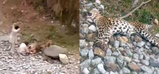 leapard in abbottabad killed