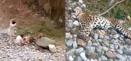 leapard in abbottabad killed