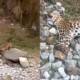 leapard in abbottabad killed