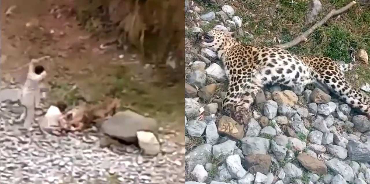 leapard in abbottabad killed