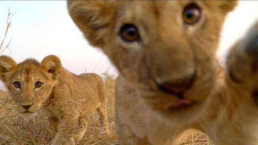 lion cub