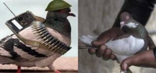 India Pakistani spy Pigeon