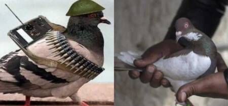 India Pakistani spy Pigeon