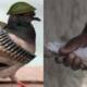 India Pakistani spy Pigeon