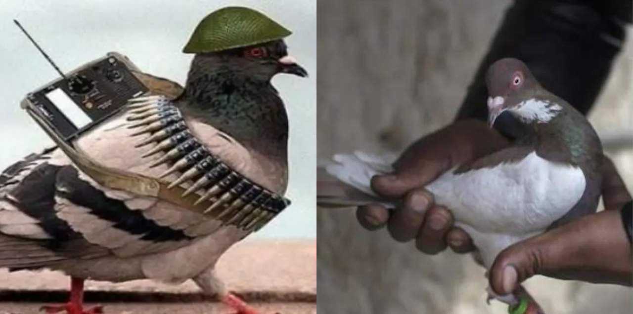 India Pakistani spy Pigeon