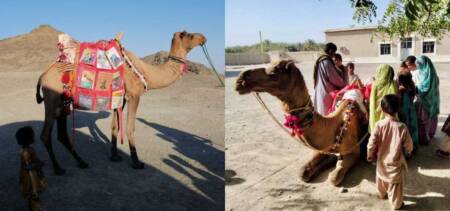 Roshan Camel Books