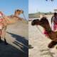 Roshan Camel Books