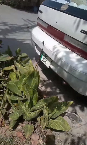 wrong parking