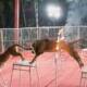 Animal Abuse Pakistan