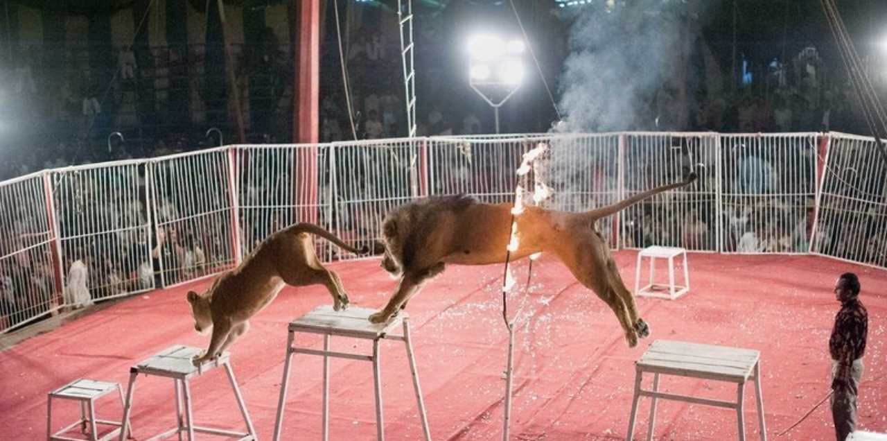 Animal Abuse Pakistan