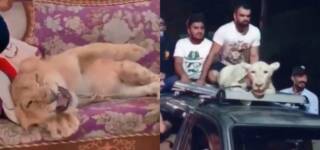 Man Beats Tortures Lion Cub