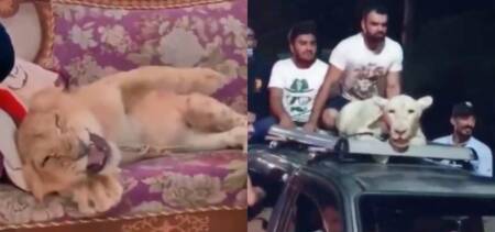 Man Beats Tortures Lion Cub