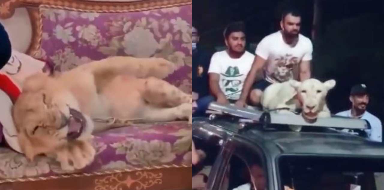 Man Beats Tortures Lion Cub