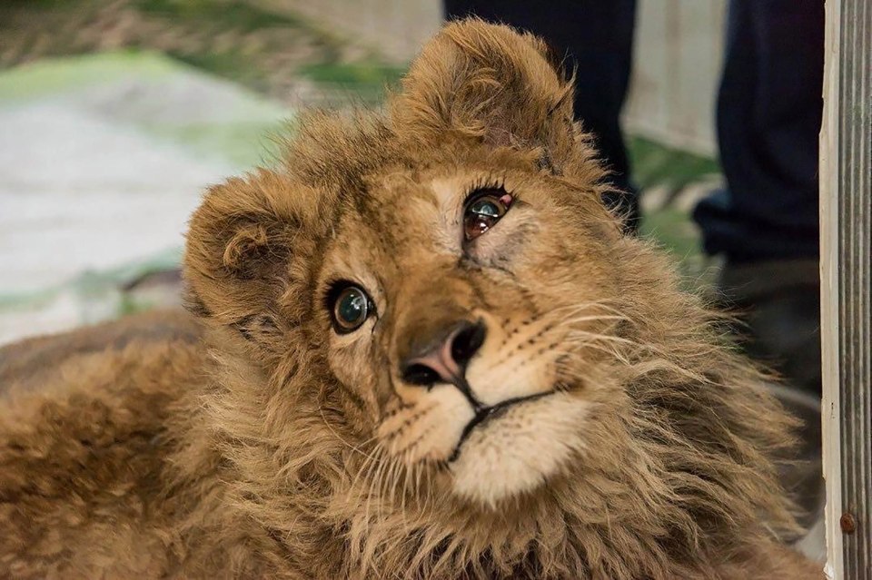 pet lion