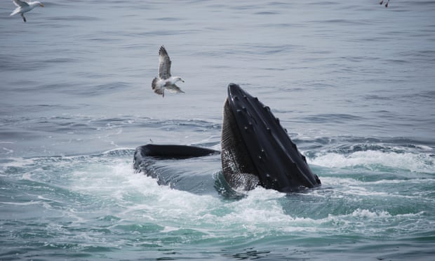 whale spits