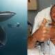 whale swallows man spits