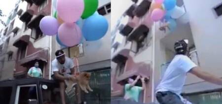 youtuber fly dog Helium Balloons