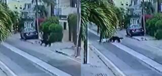 pet dogs attack DHA