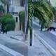 pet dogs attack DHA