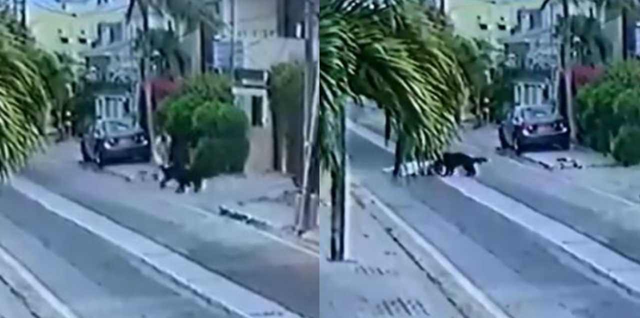 pet dogs attack DHA