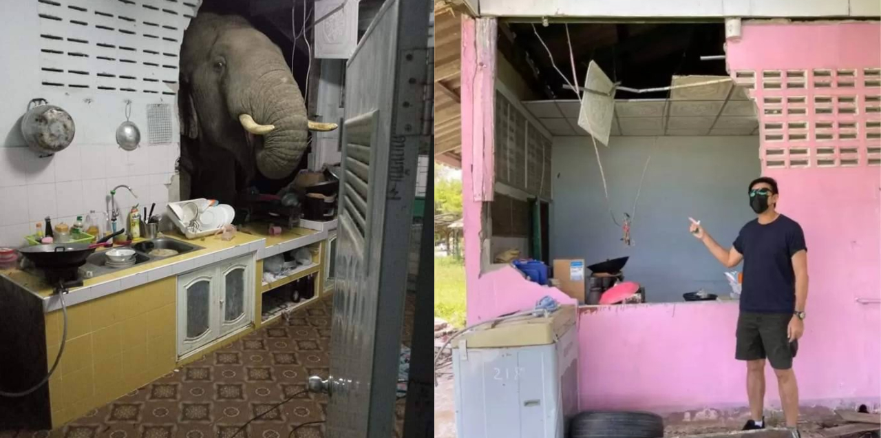 WATCH Hungry For Midnight Munchies, Elephant Crashes Through A Kitchen