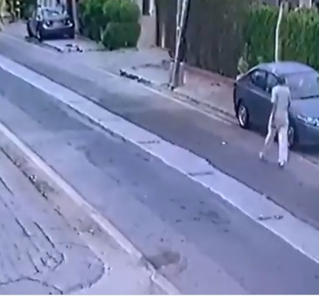 pet dogs attack