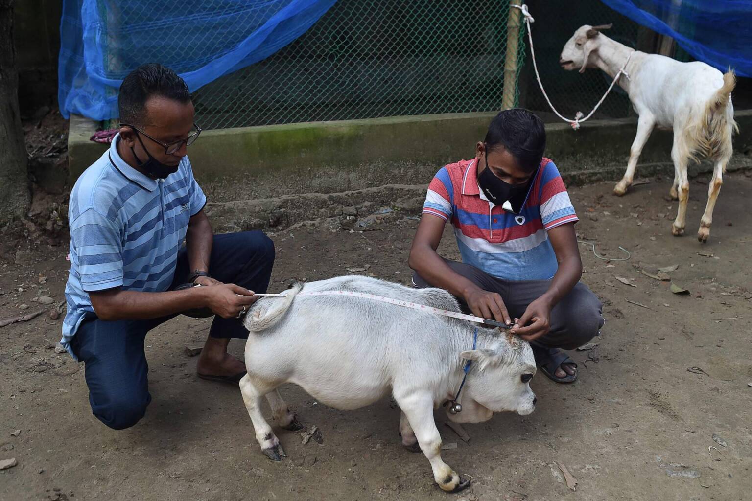 Meet Rani The 20Inch Dwarf Cow In Bangladesh Is 'The Smallest In The