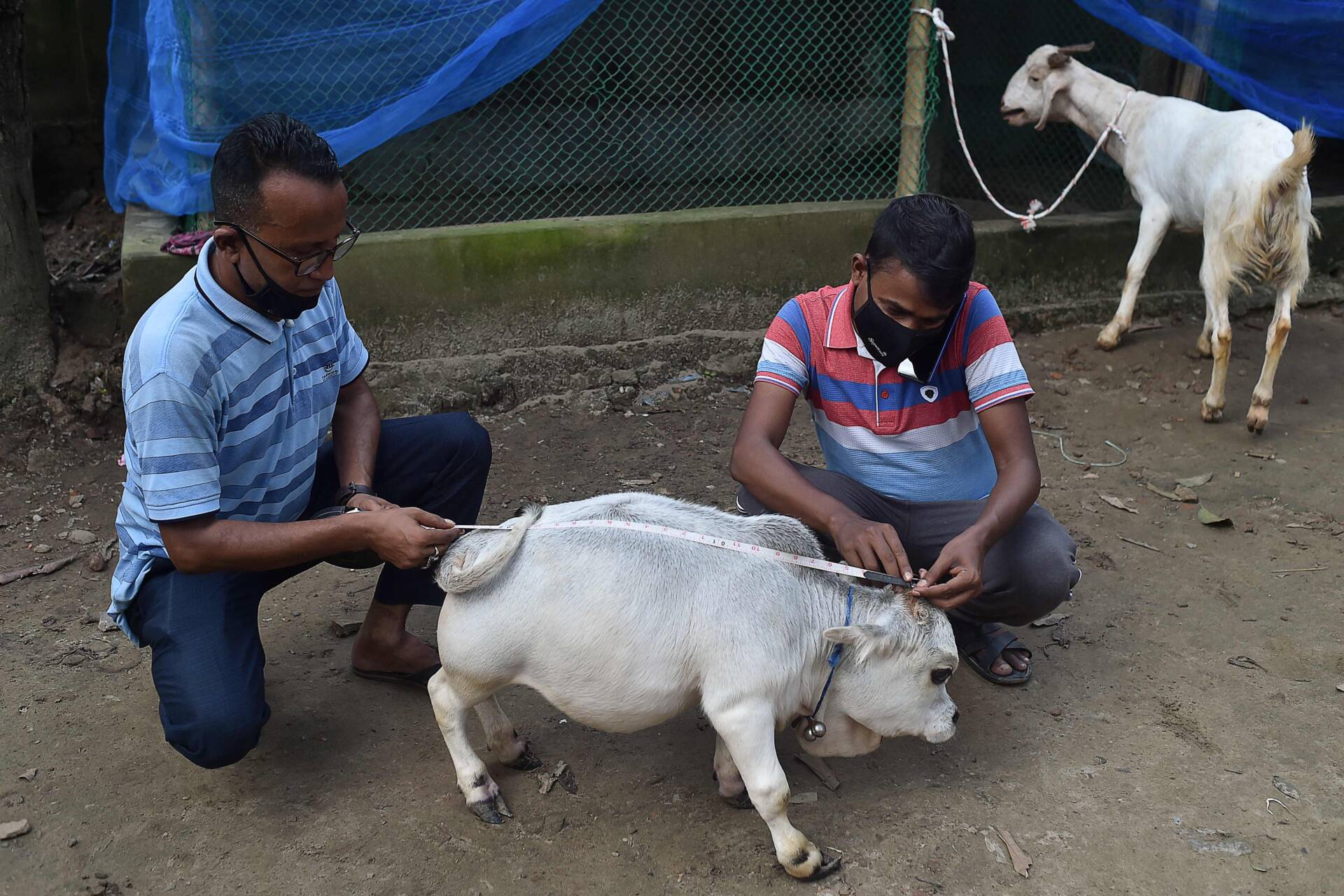 world's smallest cow