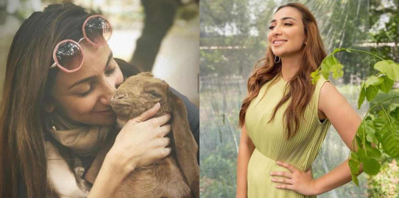 anoushey ashraf sacrificial animals