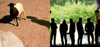 gang-rape case goat