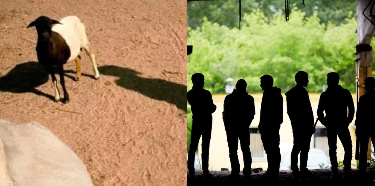 gang-rape case goat