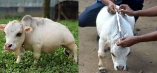 smallest dwarf Cow bangladesh