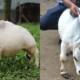 smallest dwarf Cow bangladesh