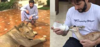 shahid afridi animals removed