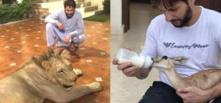 shahid afridi animals removed