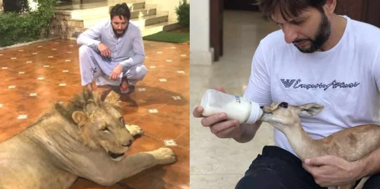 shahid afridi animals removed