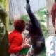 Woman Banned Zoo Affair Chimpanzee